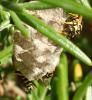 Polistes gallicus